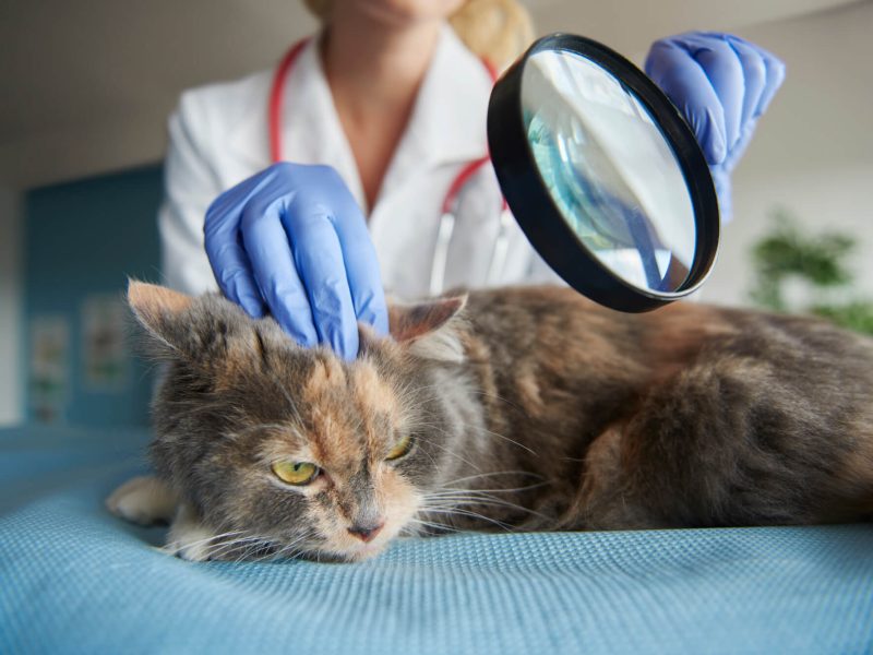 examen-medico-gato-piel