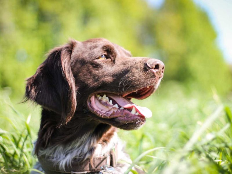 leishmania-promocion